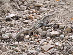 Aspidoscelis exsanguis