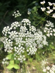 Ptilimnium