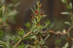 Crassula sarcocaulis