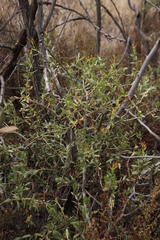 Crassula sarcocaulis