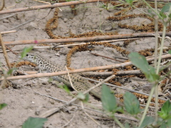 Aspidoscelis tesselatus