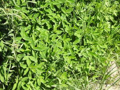 Trifolium medium