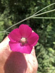 Callirhoe digitata