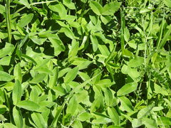 Trifolium medium