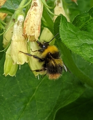 Bombus pratorum