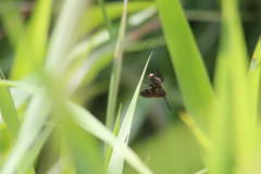 Rhyothemis obsolescens