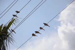 Streptopelia senegalensis