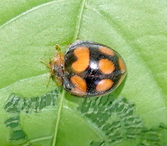 Epilachna mexicana