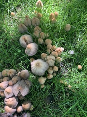 Coprinellus micaceus