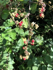 Varronia polycephala