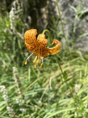 Lilium pardalinum shastense