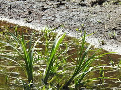Sparganium erectum