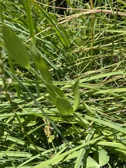 Lilium pardalinum shastense