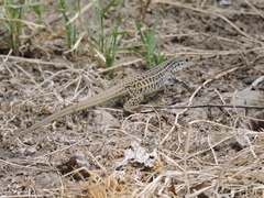 Aspidoscelis tesselatus