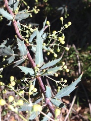 Berberis nevinii