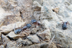 Camponotus dumetorum