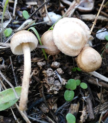 Crinipellis subtomentosa