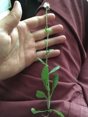 Erigeron philadelphicus philadelphicus
