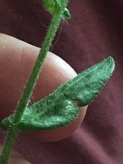 Erigeron philadelphicus philadelphicus