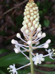 Melanthieae