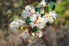 Ceanothus megacarpus megacarpus