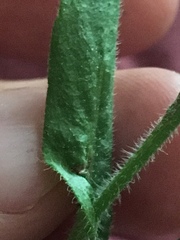 Erigeron philadelphicus philadelphicus