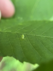 Caryomyia urnula