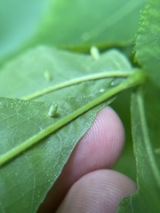Caryomyia urnula