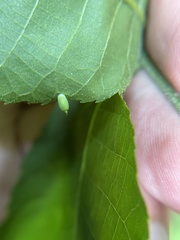 Caryomyia urnula