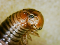 Symphyoiulus impartitus