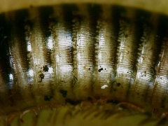 Symphyoiulus impartitus