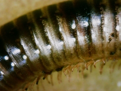 Symphyoiulus impartitus