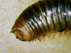 Symphyoiulus impartitus