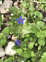 Anagallis