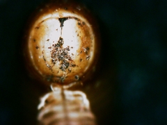 Symphyoiulus impartitus