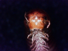 Symphyoiulus impartitus