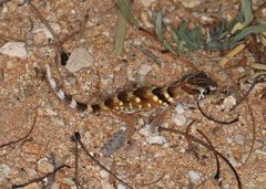 Chondrodactylus angulifer