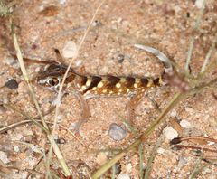 Chondrodactylus angulifer
