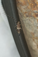 Acanthocinus griseus