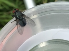 Protocalliphora azurea