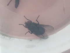 Protocalliphora azurea