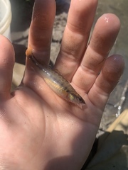 Percina phoxocephala