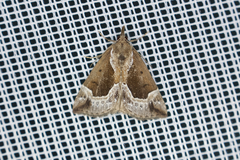 Hypena crassalis