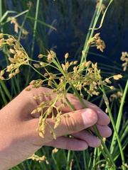 Schoenoplectus heterochaetus