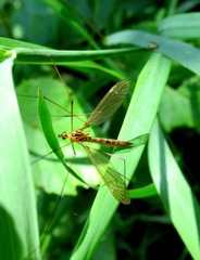 Nephrotoma submaculosa