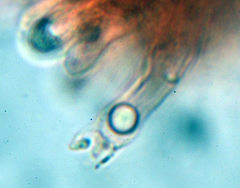 Crinipellis subtomentosa