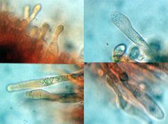 Crinipellis subtomentosa