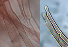 Crinipellis subtomentosa