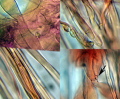 Crinipellis subtomentosa