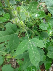 Cnidoscolus stimulosus